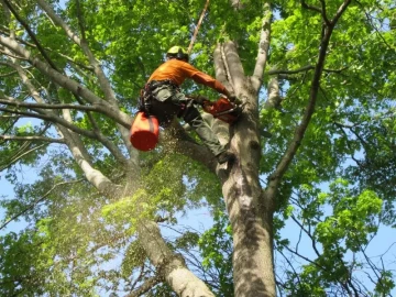 Tree cutting and pruning services