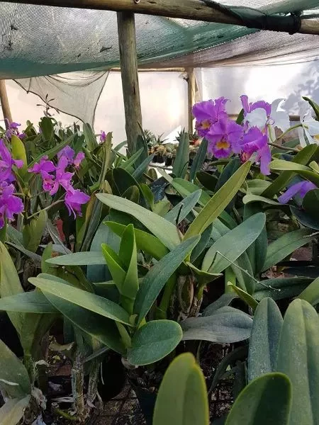 Cattleyas Orchids