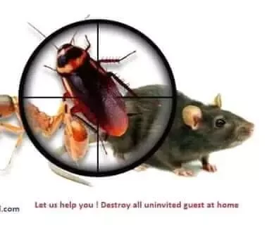 Rodents extermination