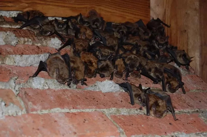 Bats extermination exclusion and baiting