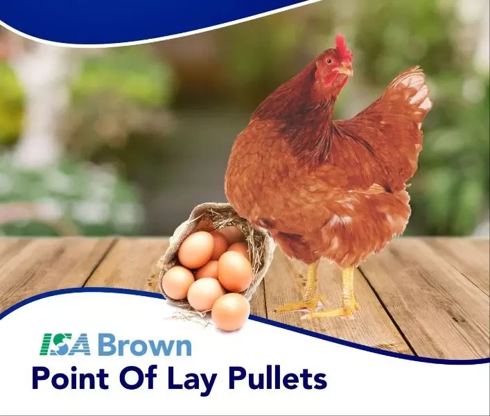 ISA BROWN POINT OF LAY PULLETS