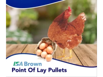 ISA BROWN POINT OF LAY PULLETS