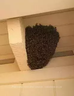 Bees removal