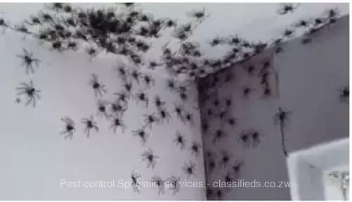 Spiders fumigation