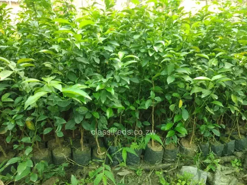 Grafted Orange trees