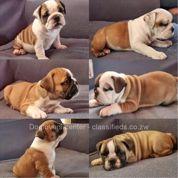 English and french bulldog puppies available