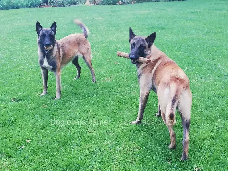 Belgian Malinois puppies