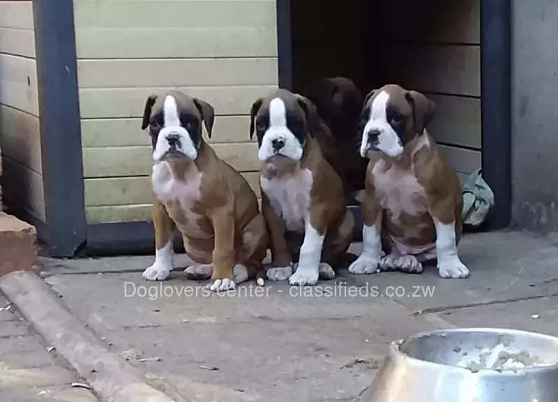 Boxer puppies