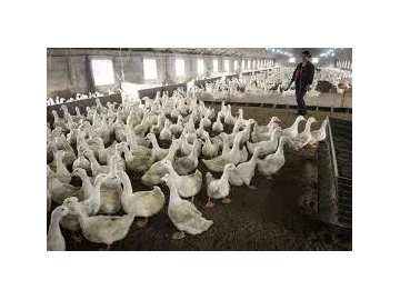 Pekin Ducks (350drakes & 100Hen) @ $30 Bulk (10+)