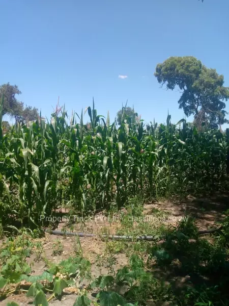 KweKwe - Land, Farm & Agricultural Land