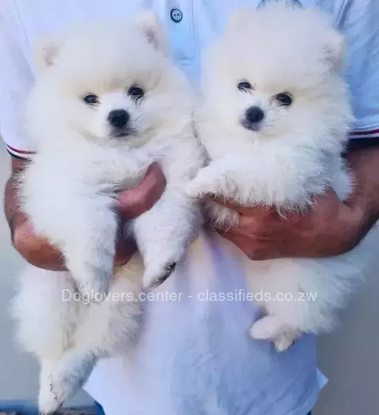 Toy Pomeranian puppies available