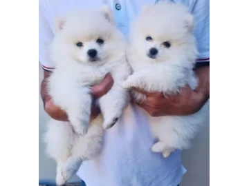 Toy Pomeranian puppies available