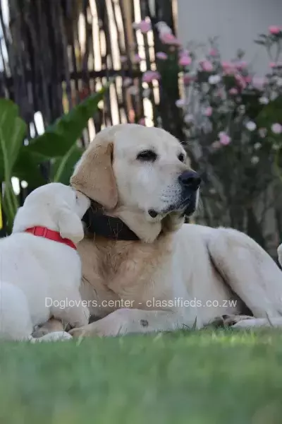 Yellow and Chocolate Labrador puppies available