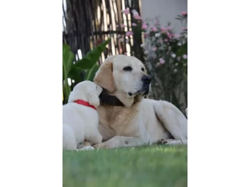 Yellow and Chocolate Labrador puppies available