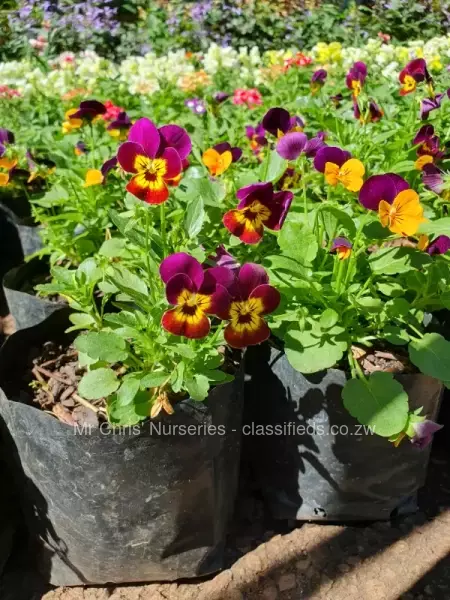 Flowering annuals