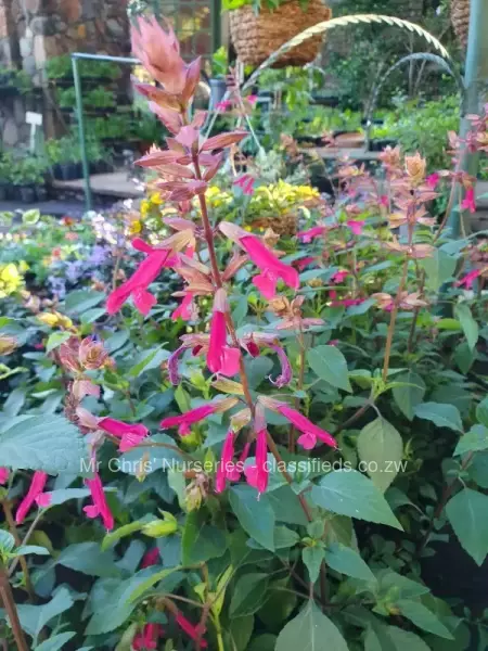 Shrubs and other perennial plants