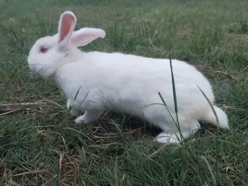 Pure bred Rabbits