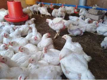 BULK LIVE BROILERS