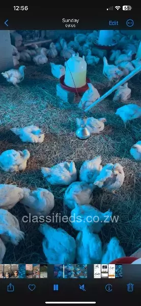 Broiler chickens