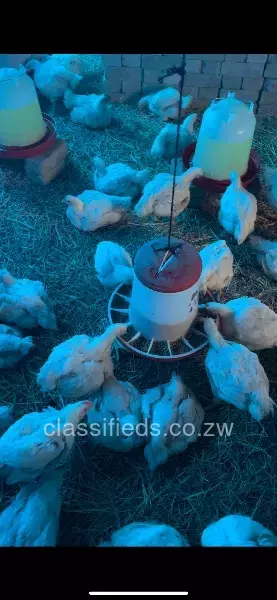 Broiler chickens