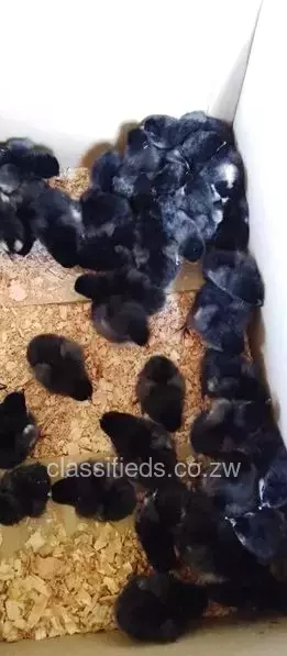 **Available Chicks For Sale* UPDATE UPDATE UPDATE *Breed* BLACK AUSTRALORP