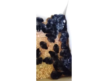 **Available Chicks For Sale* UPDATE UPDATE UPDATE *Breed* BLACK AUSTRALORP