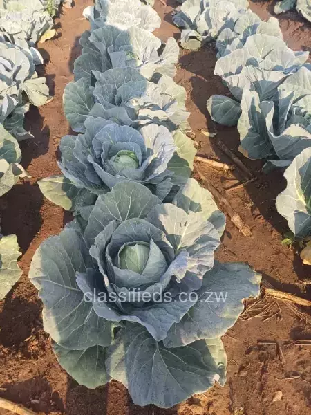 Cabbage, Fresh From The Farm