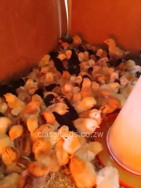 Day old chicks