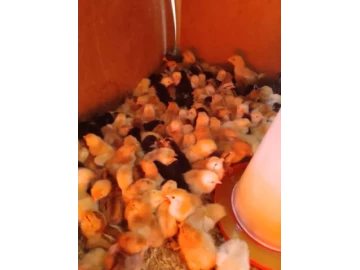 Day old chicks