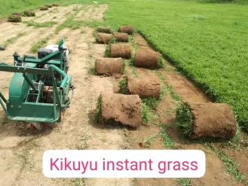 kikuyu lawn