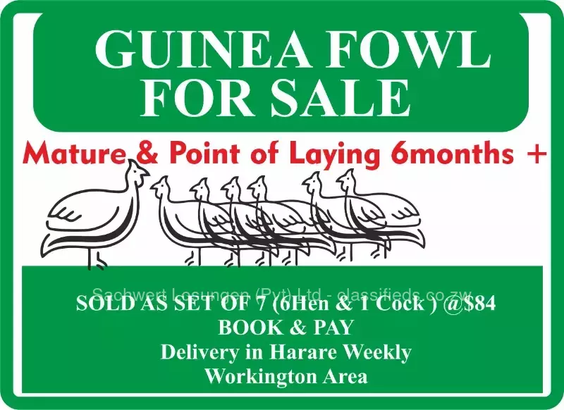 GUINEA FOWL 7 BIRDS LOT (6HEN & 1COCK) @ $84