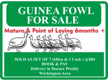 GUINEA FOWL 7 BIRDS LOT (6HEN & 1COCK) @ $84