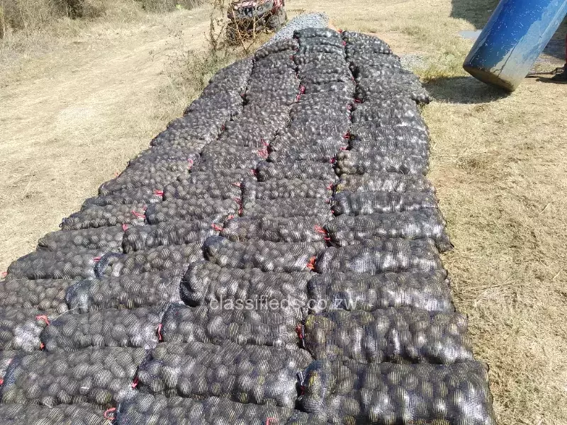 Potato Sprouted Seed