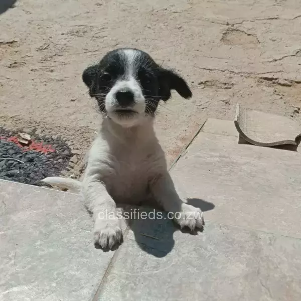 Jack Russell Puppies