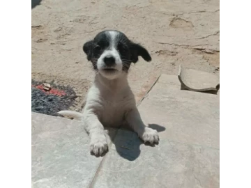 Jack Russell Puppies