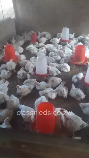 Live broiler chickens available in Beatrice plumstead farm at $4.50