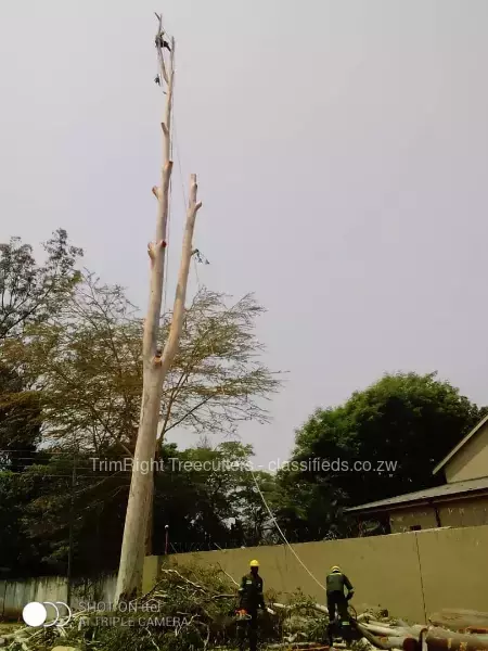 Tree cutting services