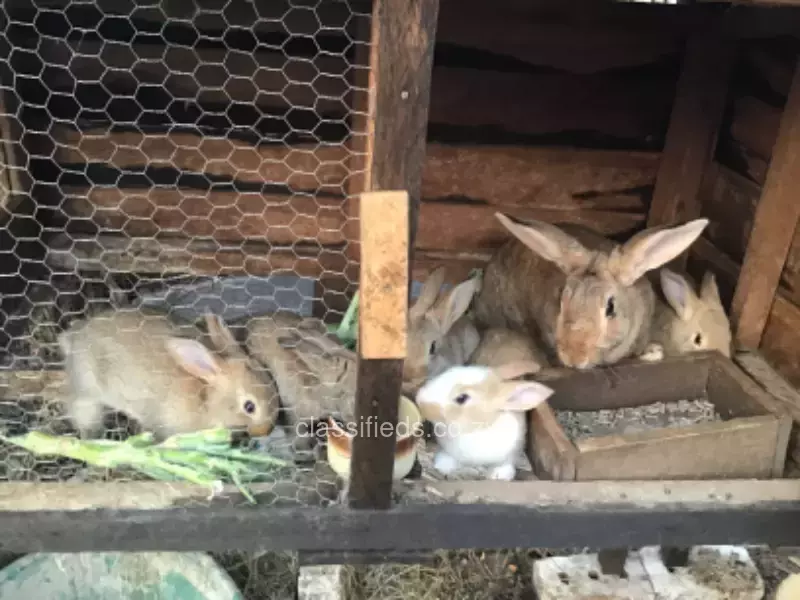 Rabbits for sale