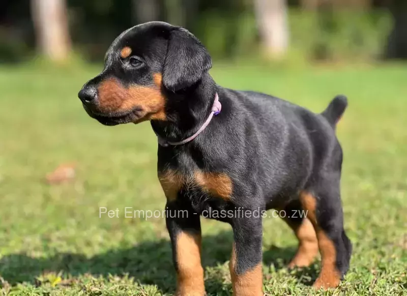 Doberman Pups