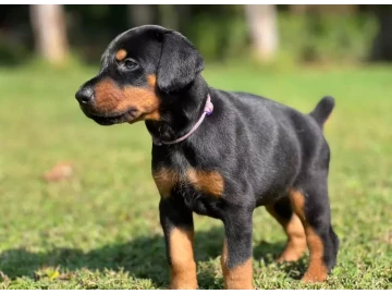 Doberman Pups