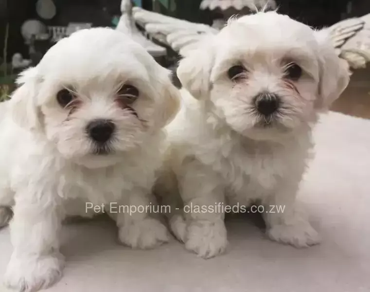 Maltese Pups