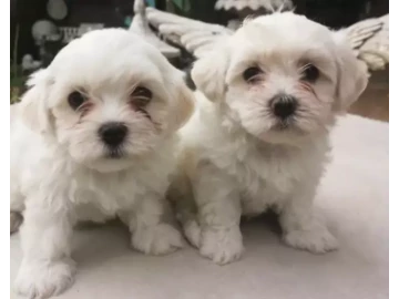 Maltese Pups