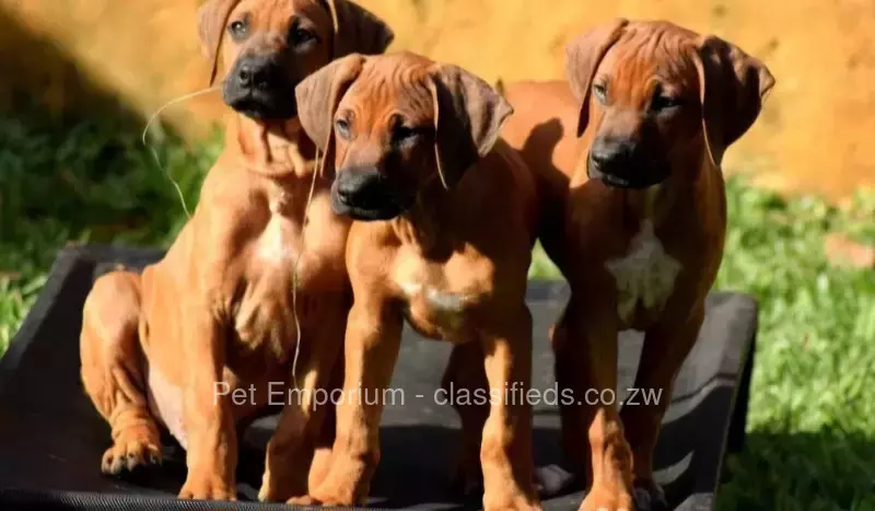 Rhodesian Ridgeback Pups