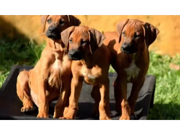 Rhodesian Ridgeback Pups