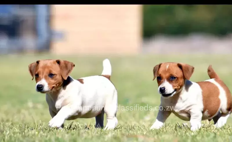 Shortlegged Jack Russell Terrier Pups