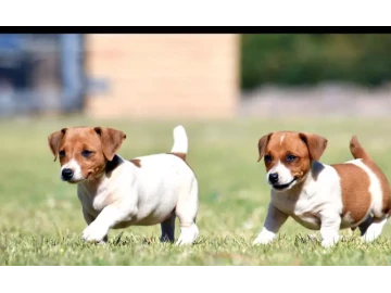 Shortlegged Jack Russell Terrier Pups