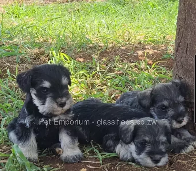 Miniature Schnauzer Pups