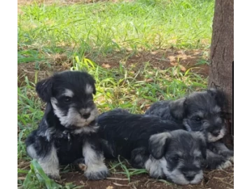 Miniature Schnauzer Pups