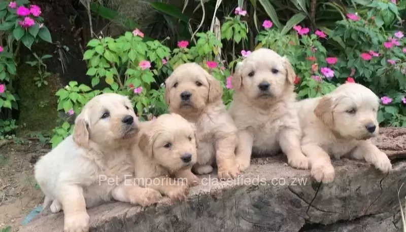 Golden Retriever Pups