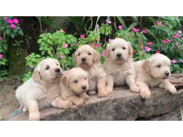 Golden Retriever Pups